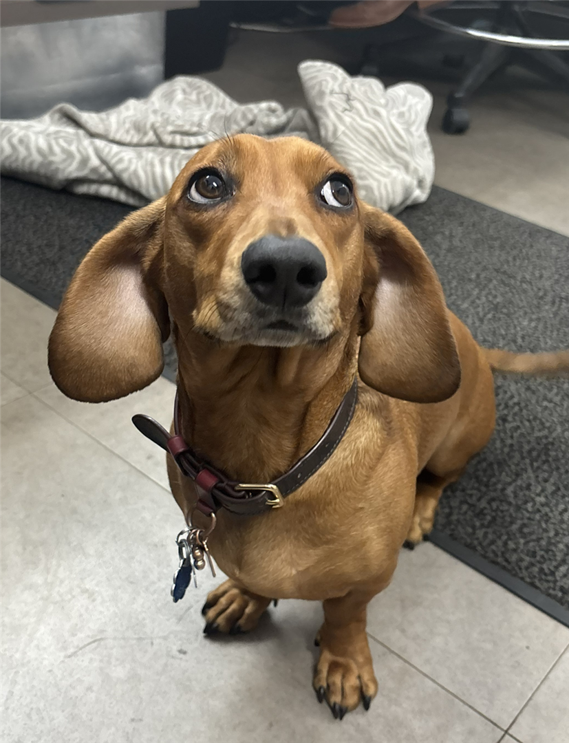 Doobie the Shop Dog - General Service Technician - Brown’s Automotive Experts